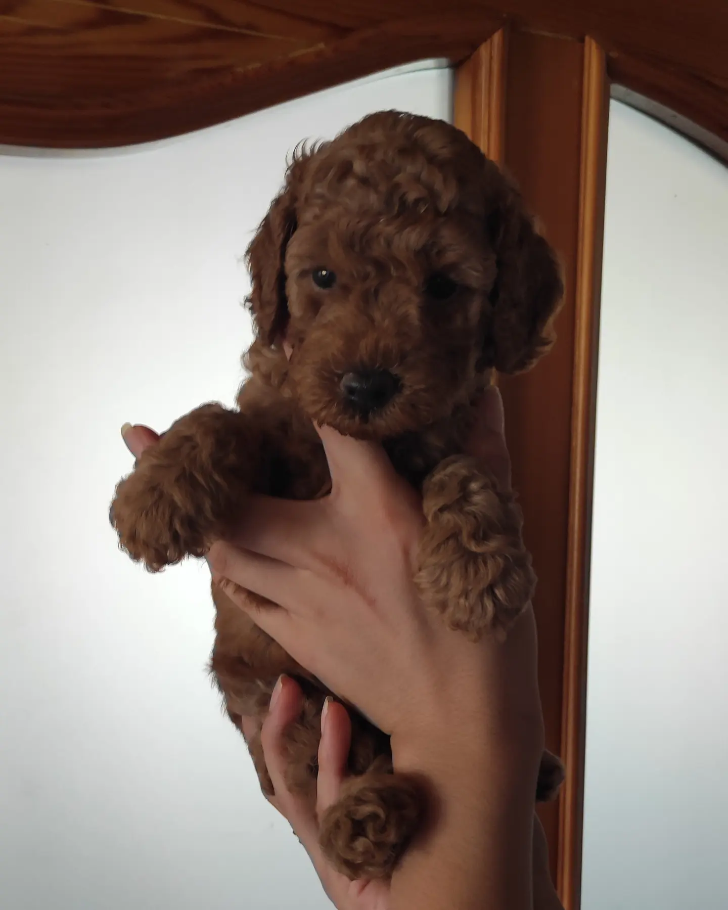 MUHTEŞEM TOY POODLE A KALİTE BEBEKLER 3