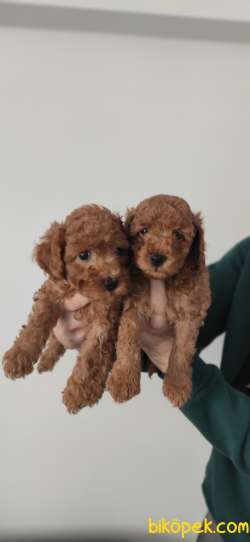 MUHTEŞEM TOY POODLE A SCR BEBEKLER