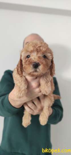 A SCR Li TOY POODLE BEBEKLER IRK GARANTİLİ 4