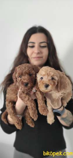 A SCR Li TOY POODLE BEBEKLER IRK GARANTİLİ 1