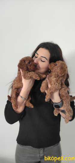 A SCR Li TOY POODLE BEBEKLER IRK GARANTİLİ 2