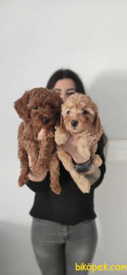 A SCR Li TOY POODLE BEBEKLER IRK GARANTİLİ 3