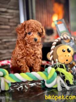 Muhteşem Red Brown Toy Poodle Bebeklerimiz 2