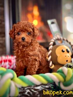 Muhteşem Red Brown Toy Poodle Bebeklerimiz 4