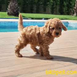 SAFKAN Muhteşem RED Toy Poodle Yavruları 4