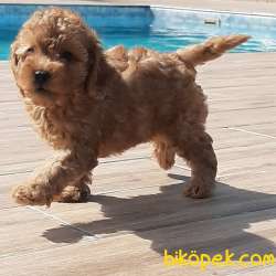 SAFKAN Muhteşem RED Toy Poodle Yavruları 2