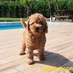 SAFKAN Muhteşem RED Toy Poodle Yavruları 1