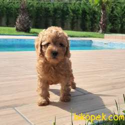SAFKAN Muhteşem RED Toy Poodle Yavruları 5