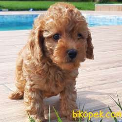 SAFKAN Muhteşem RED Toy Poodle Yavruları 3