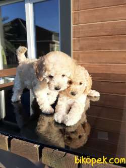 MUHTEŞEM TOY POODLE YAVRULARI Çiftlikten 3