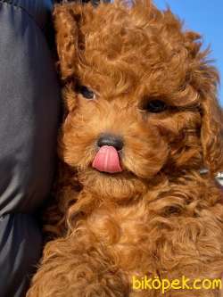 Muhteşem Toy Poodle Yavrulari 3