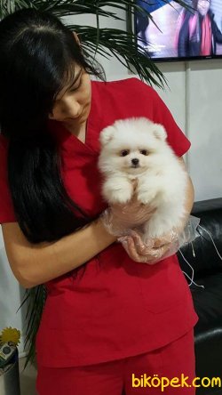MUHTESEM POMERANIAN BOO YAVRULARIMIZ 4