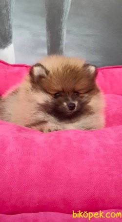 MUHTESEM POMERANIAN BOO YAVRULARIMIZ 3
