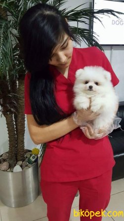 MUHTESEM POMERANIAN BOO YAVRULARIMIZ 1