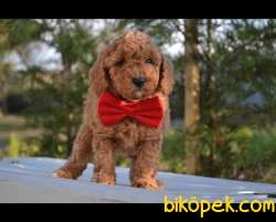 MUHTEŞEM TOY POODLE YAVRULARIMIZ 3