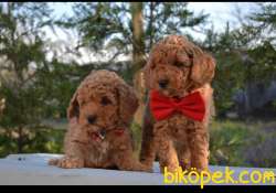 MUHTEŞEM TOY POODLE YAVRULARIMIZ 1