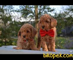 MUHTEŞEM TOY POODLE YAVRULARIMIZ 2