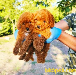 MUHTEŞEM TOY POODLE YAVRULARIMIZ SİZLERLE 3