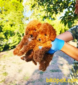MUHTEŞEM TOY POODLE YAVRULARIMIZ SİZLERLE 2