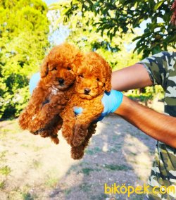 MUHTEŞEM TOY POODLE YAVRULARIMIZ SİZLERLE 1