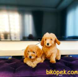 MUHTEŞEM TOY POODLE YAVRULARIMIZ SİZLERLE 1