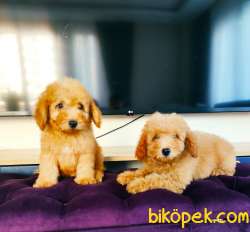 MUHTEŞEM TOY POODLE YAVRULARIMIZ SİZLERLE 3