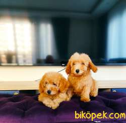 MUHTEŞEM TOY POODLE YAVRULARIMIZ SİZLERLE 2