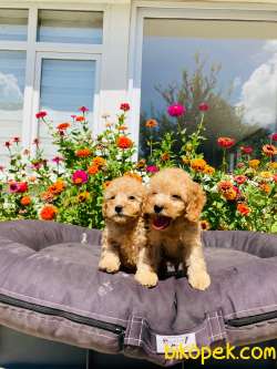 MUHTEŞEM TOY POODLE YAVRULARIMIZ UYGUN 2