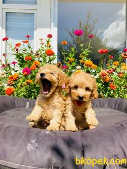 MUHTEŞEM TOY POODLE YAVRULARIMIZ UYGUN 4