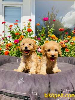 MUHTEŞEM TOY POODLE YAVRULARIMIZ UYGUN 1