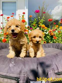 MUHTEŞEM TOY POODLE YAVRULARIMIZ UYGUN 3