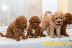 Muhteşem Tuy Kalitesi Ile Poodle Yavrular 3