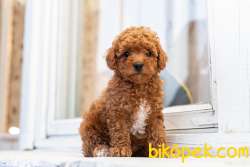 Muhteşem Tuy Kalitesi Ile Poodle Yavrular 1