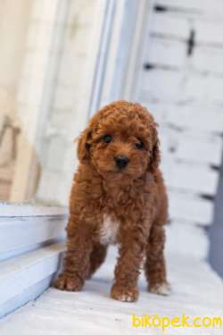 Muhteşem Tuy Kalitesi Ile Poodle Yavrular 2