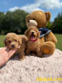 Muhtesem Tuy Yapilari Ile Toy Poodle Bebekler 1