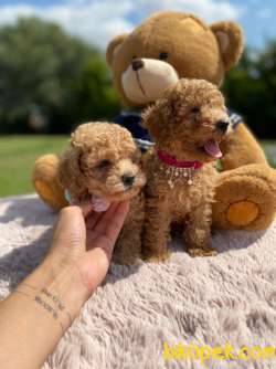 Muhtesem Tuy Yapilari Ile Toy Poodle Bebekler 2