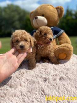 Muhtesem Tuy Yapilari Ile Toy Poodle Bebekler 3