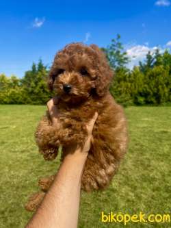 Muhtesem Tuy Yapilari Ile Toy Poodle Bebeklerimiz 2