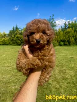 Muhtesem Tuy Yapilari Ile Toy Poodle Bebeklerimiz 1