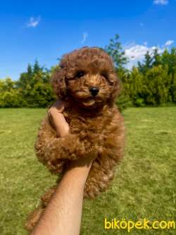 Muhtesem Tuy Yapilari Ile Toy Poodle Bebeklerimiz 3