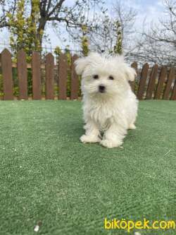 Muhtesem Tuy Yapisi Ile Maltese Terrier Yavrularimiz 1