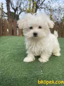 Muhtesem Tuy Yapisi Ile Maltese Terrier Yavrularimiz 2