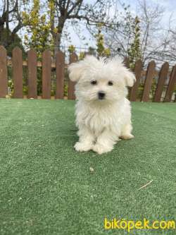 Muhtesem Tuy Yapisi Ile Maltese Terrier Yavrularimiz 3