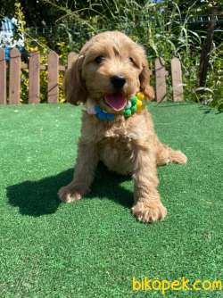 Muhtesem Tuy Yapisi Ile Maltipoo Bebekler 3