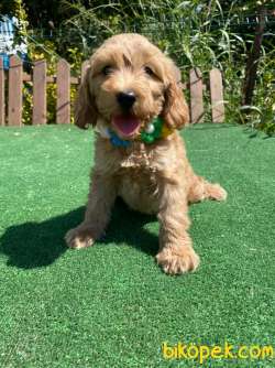 Muhtesem Tuy Yapisi Ile Maltipoo Bebekler 2