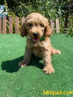 Muhtesem Tuy Yapisi Ile Maltipoo Bebekler 1