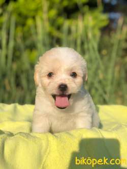 Muhteşem Tuy Yapisi Ile Maltipoo Bebeklerimiz 1
