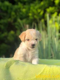 Muhteşem Tuy Yapisi Ile Maltipoo Bebeklerimiz 3