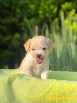 Muhteşem Tuy Yapisi Ile Maltipoo Bebeklerimiz 2