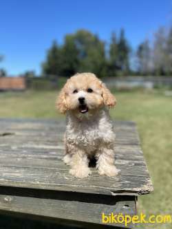 Muhtesem Tuy Yapisi Ile Maltipoo Bebeklerimiz 2